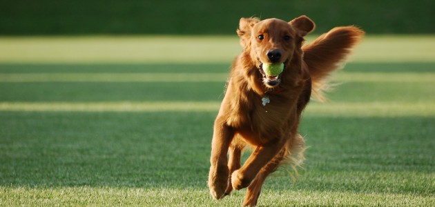 fetch